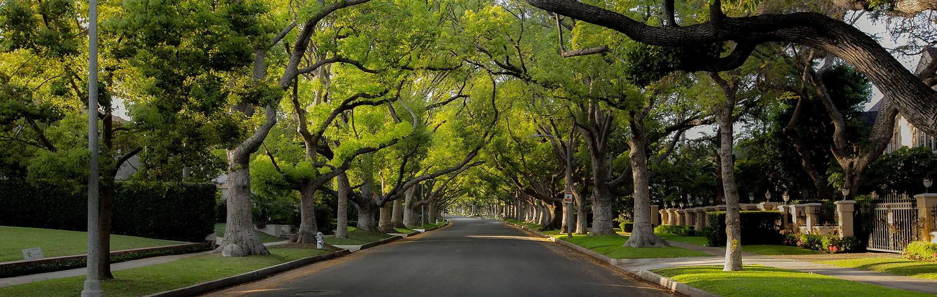 Tree-lined residential street in Westchester, Los Angeles with mature canopy and classic homes